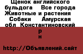 Щенок английского бульдога  - Все города Животные и растения » Собаки   . Амурская обл.,Константиновский р-н